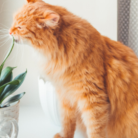 CÂY TRỒNG TRONG CHẬU AN TOÀN CHO THÚ CƯNG