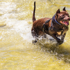 Vấn đề về khớp ở chó – làm thế nào để nhận biết chúng?